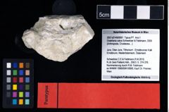 NHMW-GEO-2007z0149-0061_Ol_03.tifDistefania calva (Schweitzer & Feldmann, 2009)  (NHMW-GEO-2007z0149-0061)